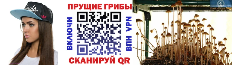 Галлюциногенные грибы Magic Shrooms  Купить где  Заозёрск 